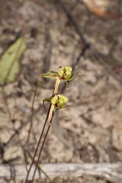 Image of Short-sepalled spider orchid