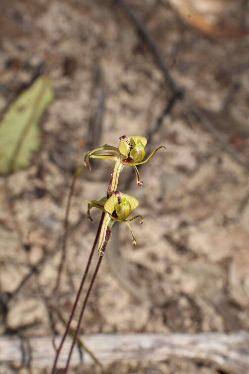 Sivun Caladenia brevisura Hopper & A. P. Br. kuva