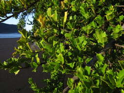 Griselinia jodinifolia (Griseb.) Taub.的圖片