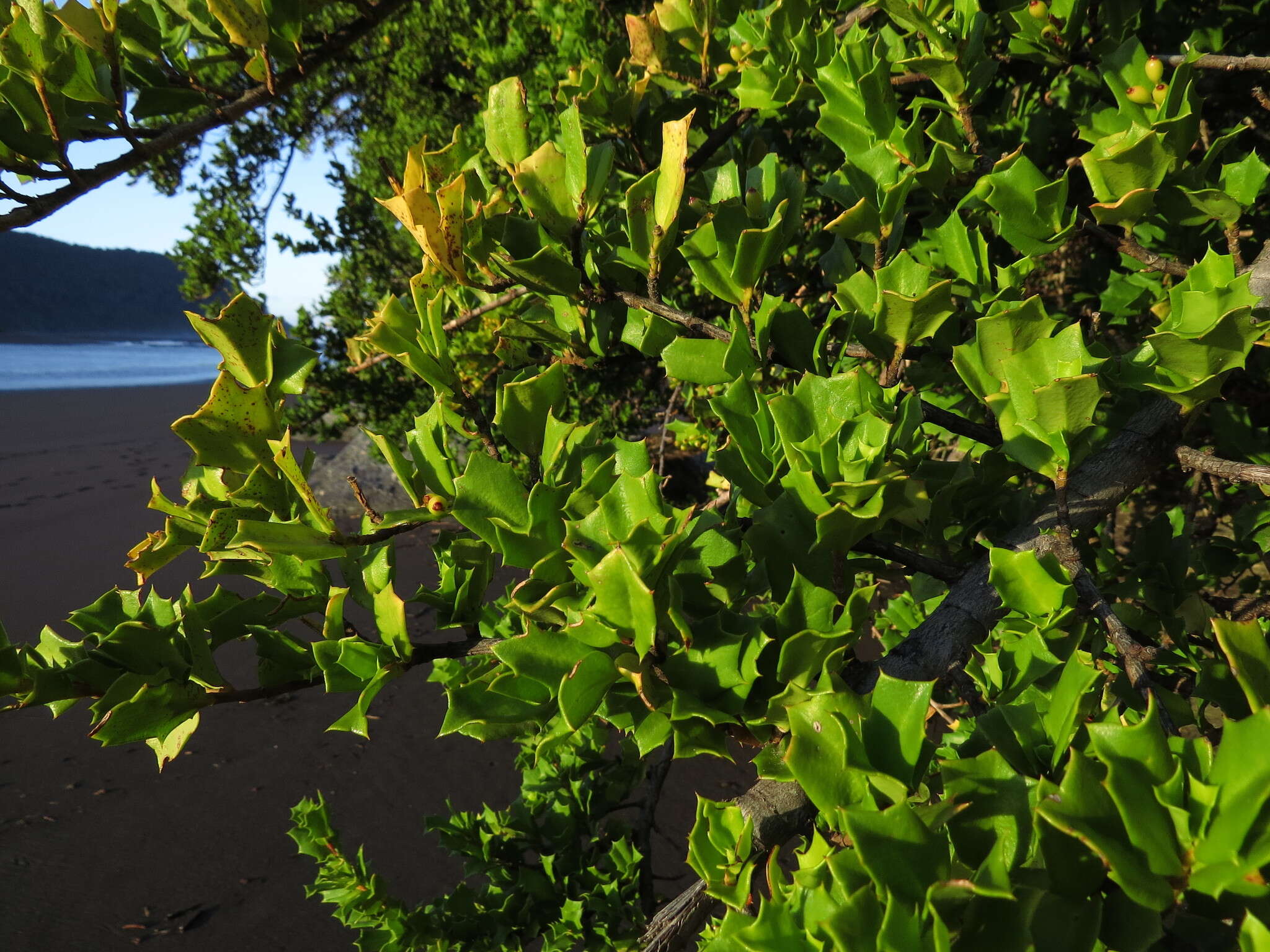 Griselinia jodinifolia (Griseb.) Taub.的圖片