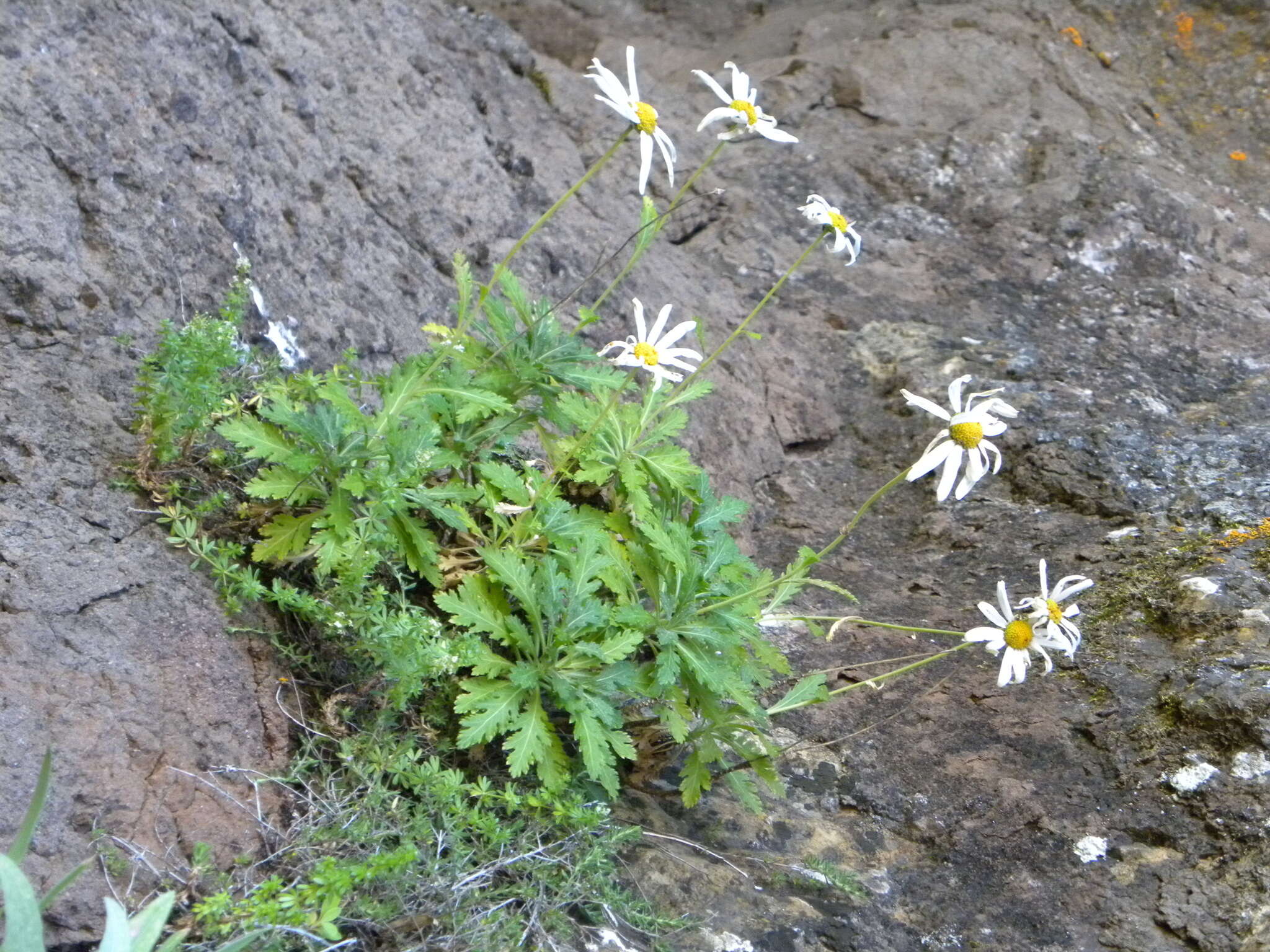 Image of Argyranthemum pinnatifidum subsp. montanum Rustan