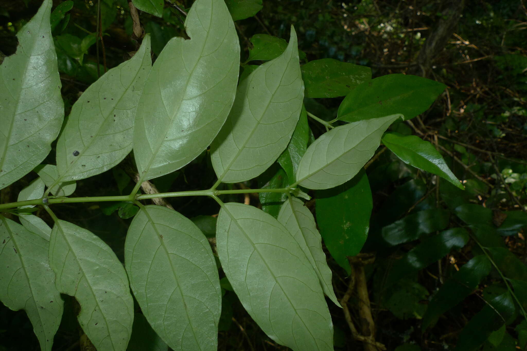 Imagem de Geniostoma rupestre var. ligustrifolium (Cunn.) B. J. Conn