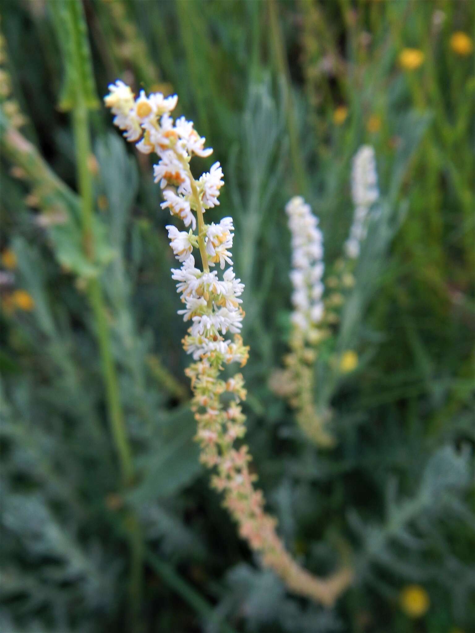 Image of Sesamoides purpurascens (L.) G. López González