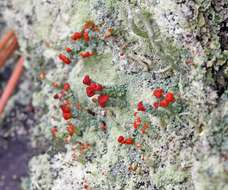 Image of Ravenel's cup lichen