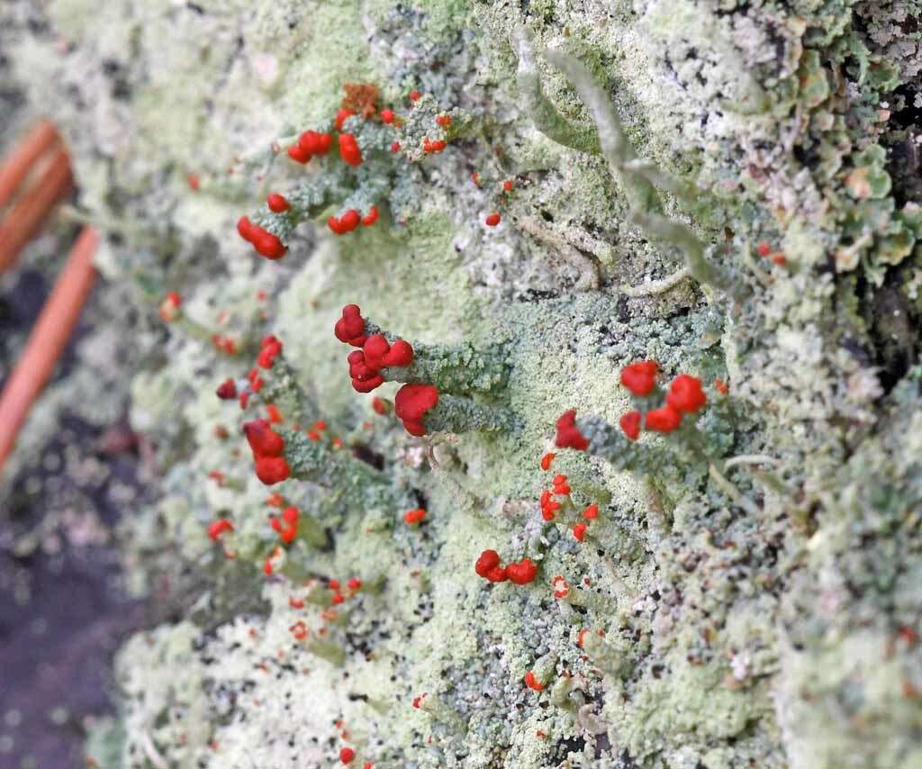 Image of Ravenel's cup lichen