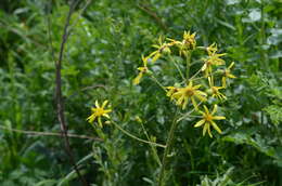 Image of Ligularia narynensis (C. G. A. Winkl.) O. Fedtsch. & B. Fedtsch.