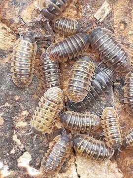 Image of Southern Pill Woodlouse