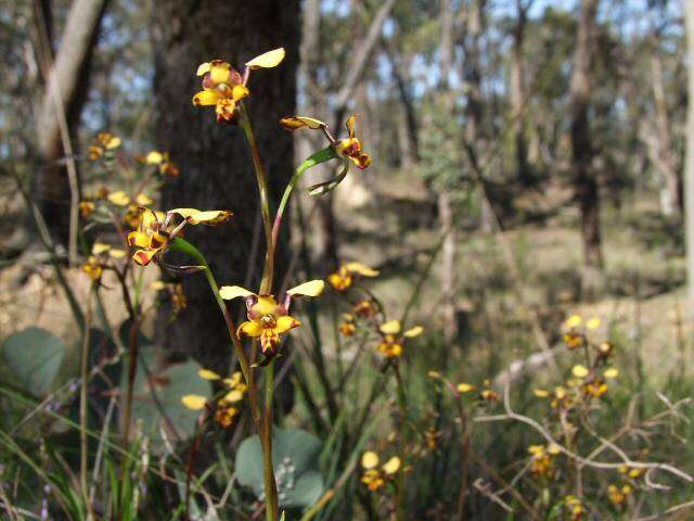Image of Leopard orchid