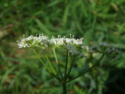 Conopodium resmi