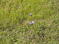 Image de Dipterostemon capitatus subsp. lacuna-vernalis