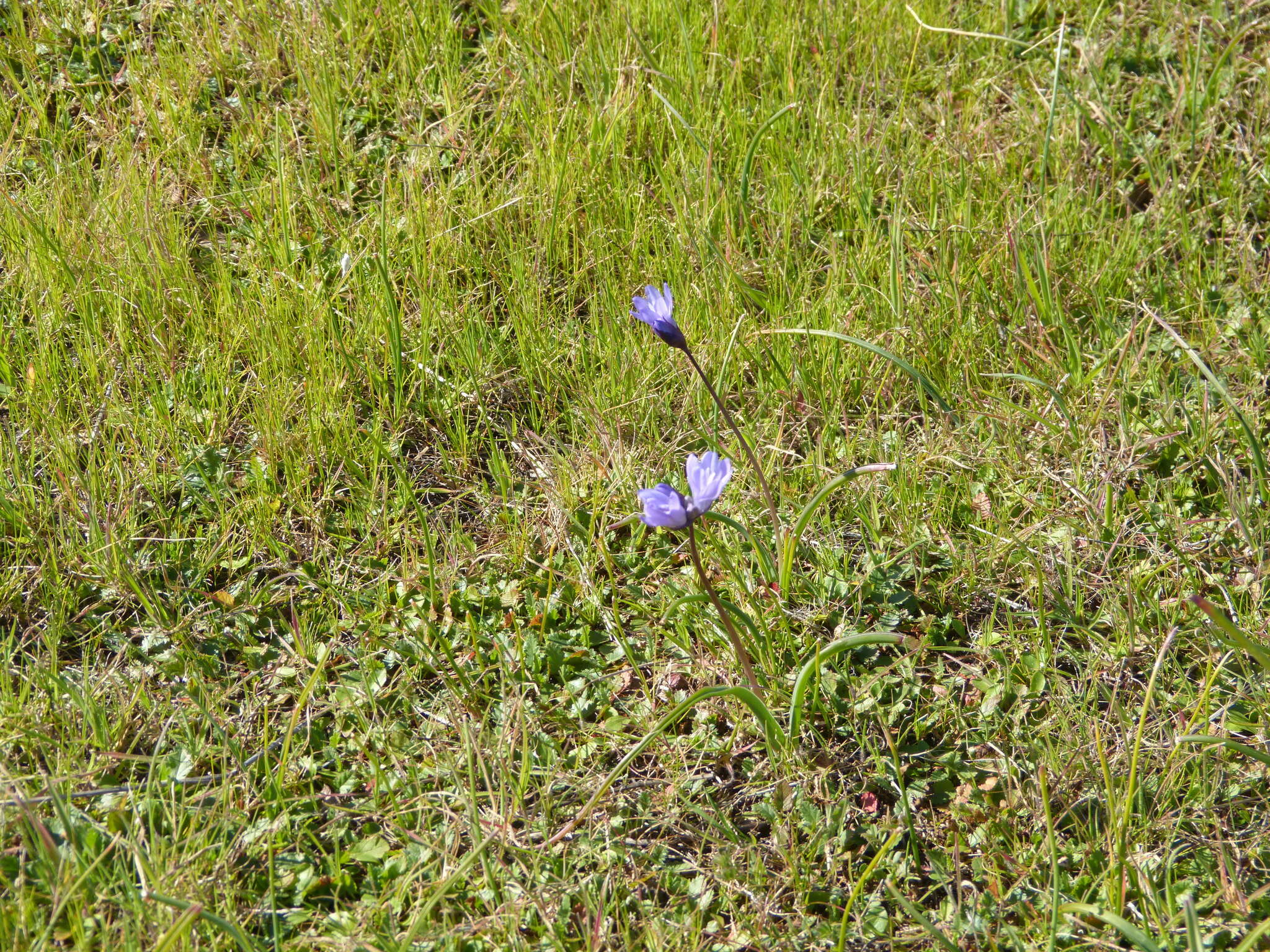 Imagem de Dipterostemon capitatus subsp. lacuna-vernalis