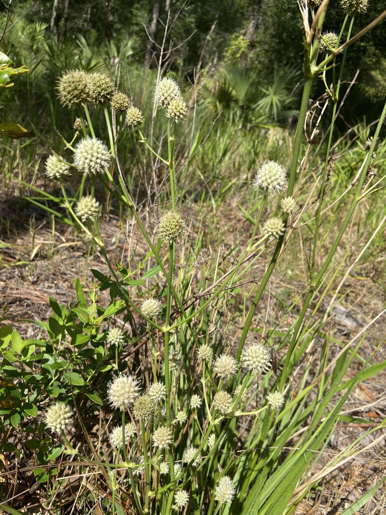 Imagem de Eryngium yuccifolium var. synchaetum Gray ex J. M. Coult. & Rose