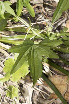 Image of Dioscorea brachybotrya Poepp.