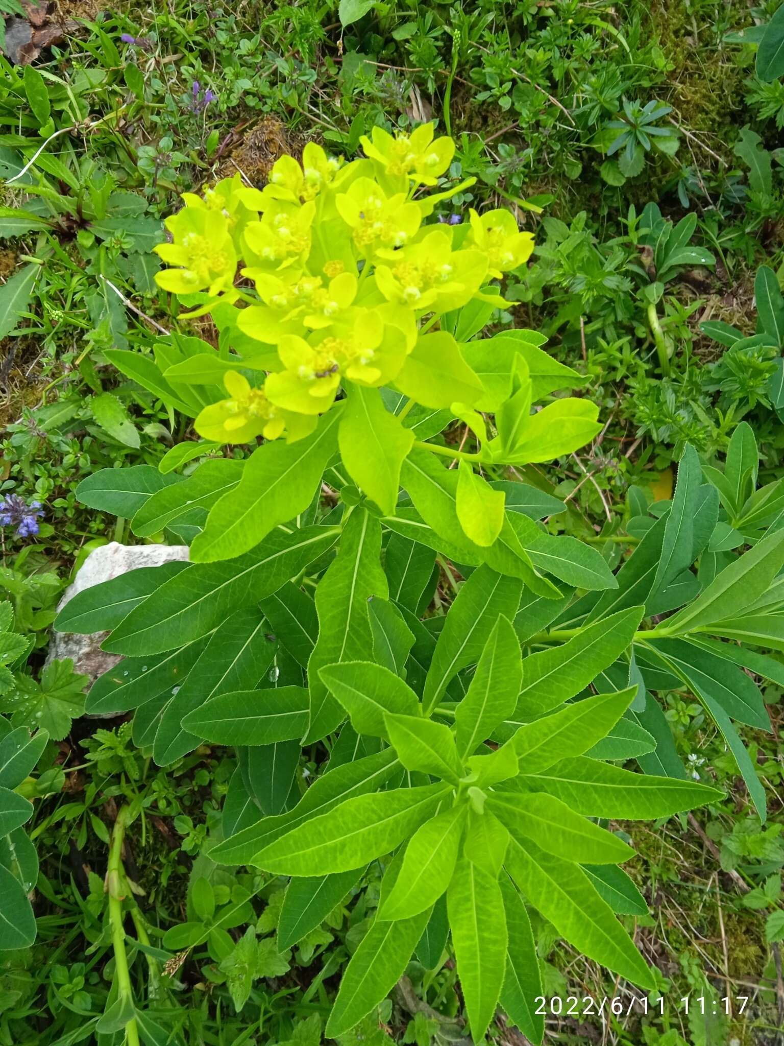 Image of Euphorbia austriaca A. Kern.