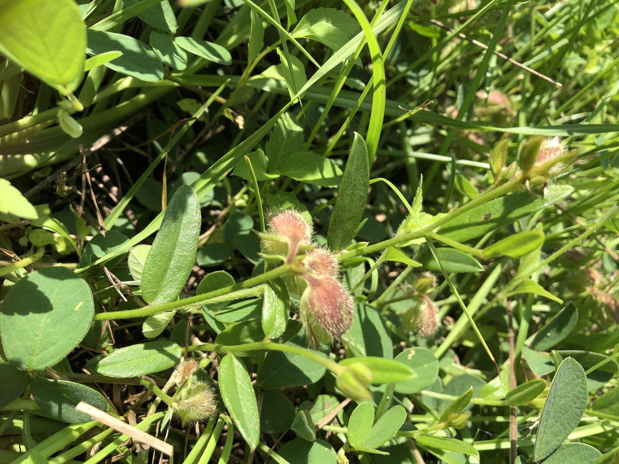 Crotalaria chinensis L. resmi