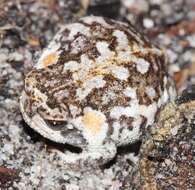 Image of Mountain Rain Frog