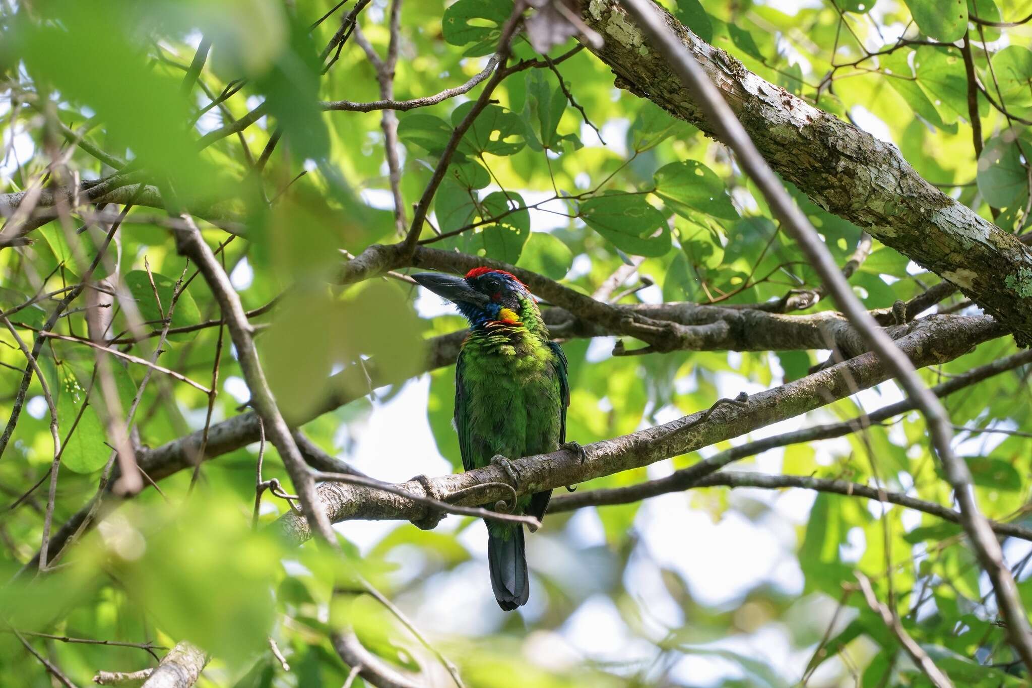 Image of Red-crowned Barbet