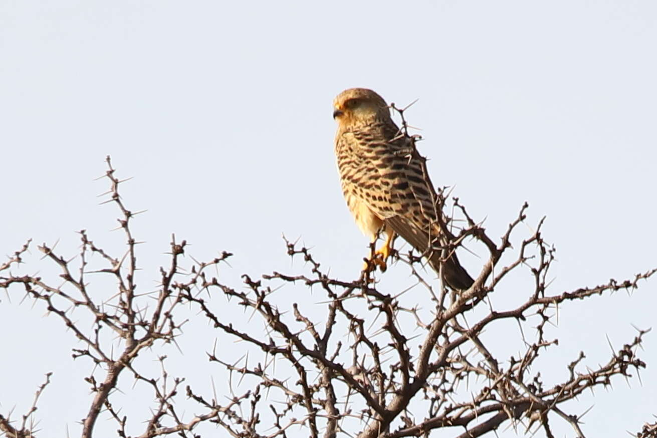 صورة Falco rupicoloides Smith & A 1829