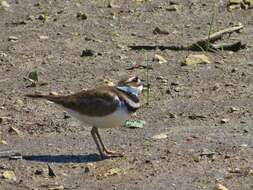 Image of Killdeer