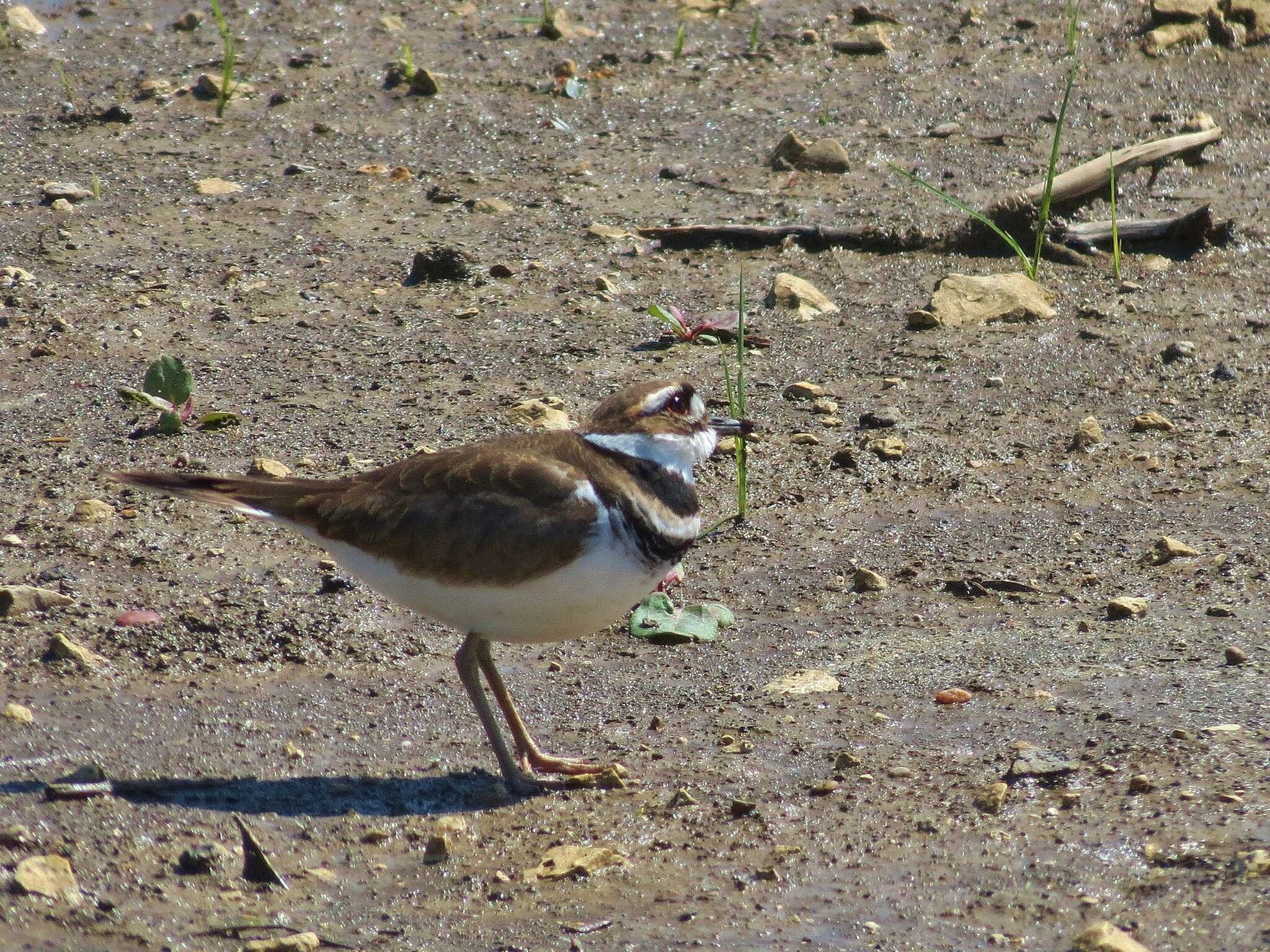 Image of Killdeer