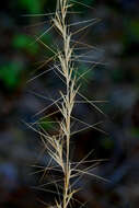 Imagem de Aristida purpurascens Poir.