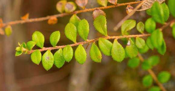 Image of creeping snowberry