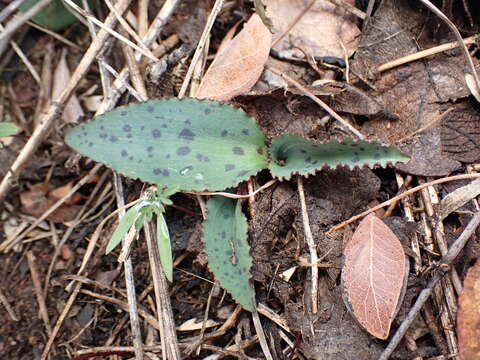 Imagem de Drimiopsis burkei subsp. burkei