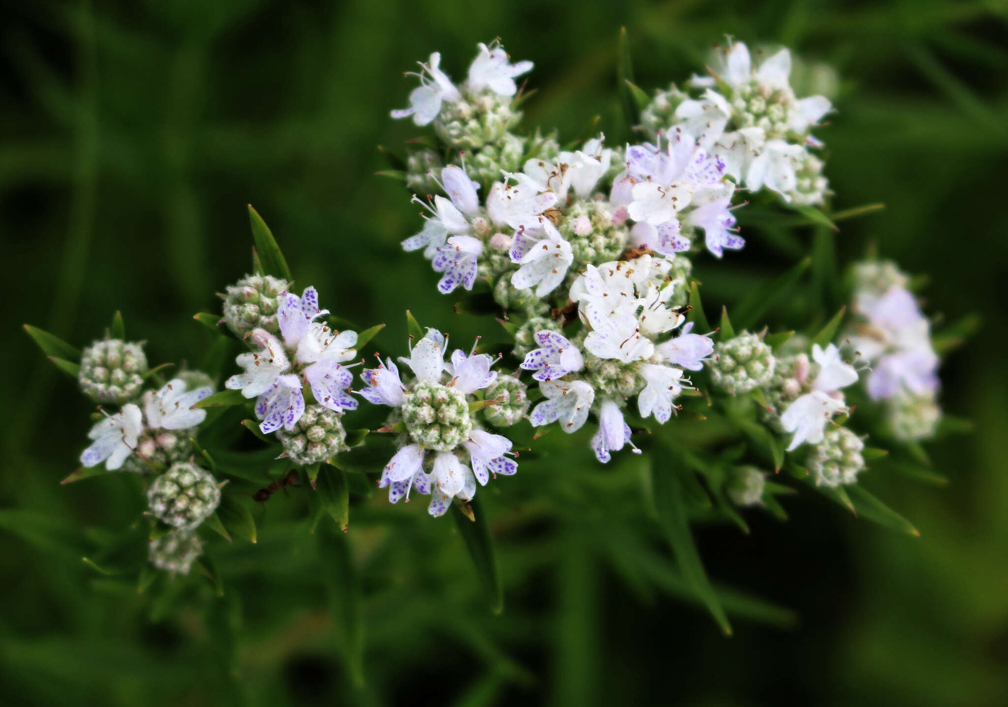 Image of Virginia mountainmint