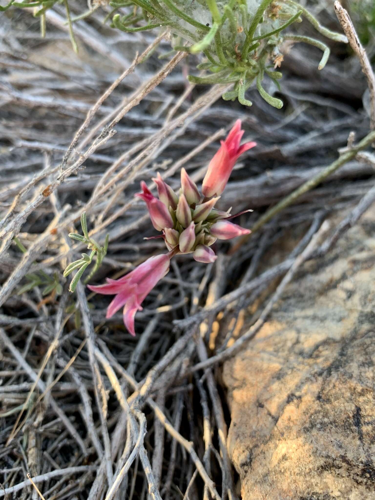 Image of Parish's onion