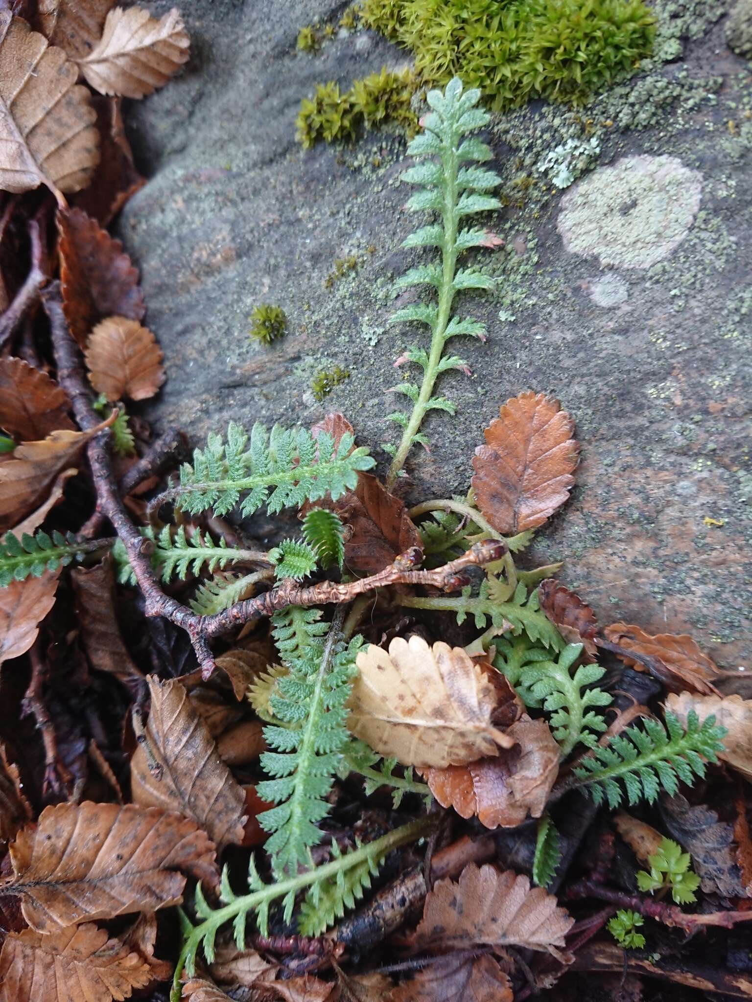 صورة Leptinella scariosa Cass