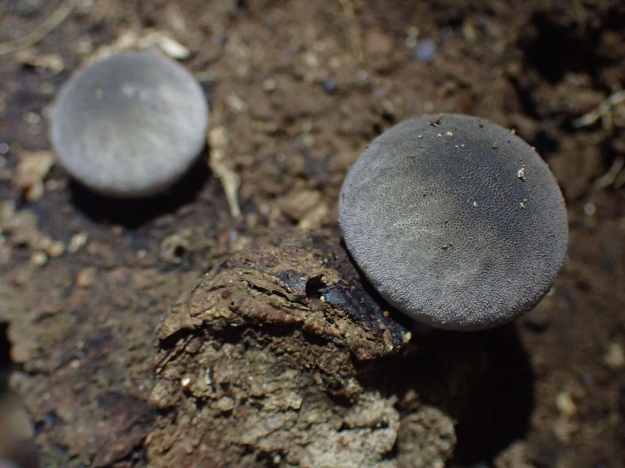 Imagem de Lycoperdon purpurascens Berk. & M. A. Curtis 1860