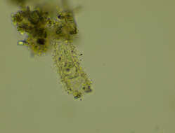 Image of Tintinnidium fluviatile