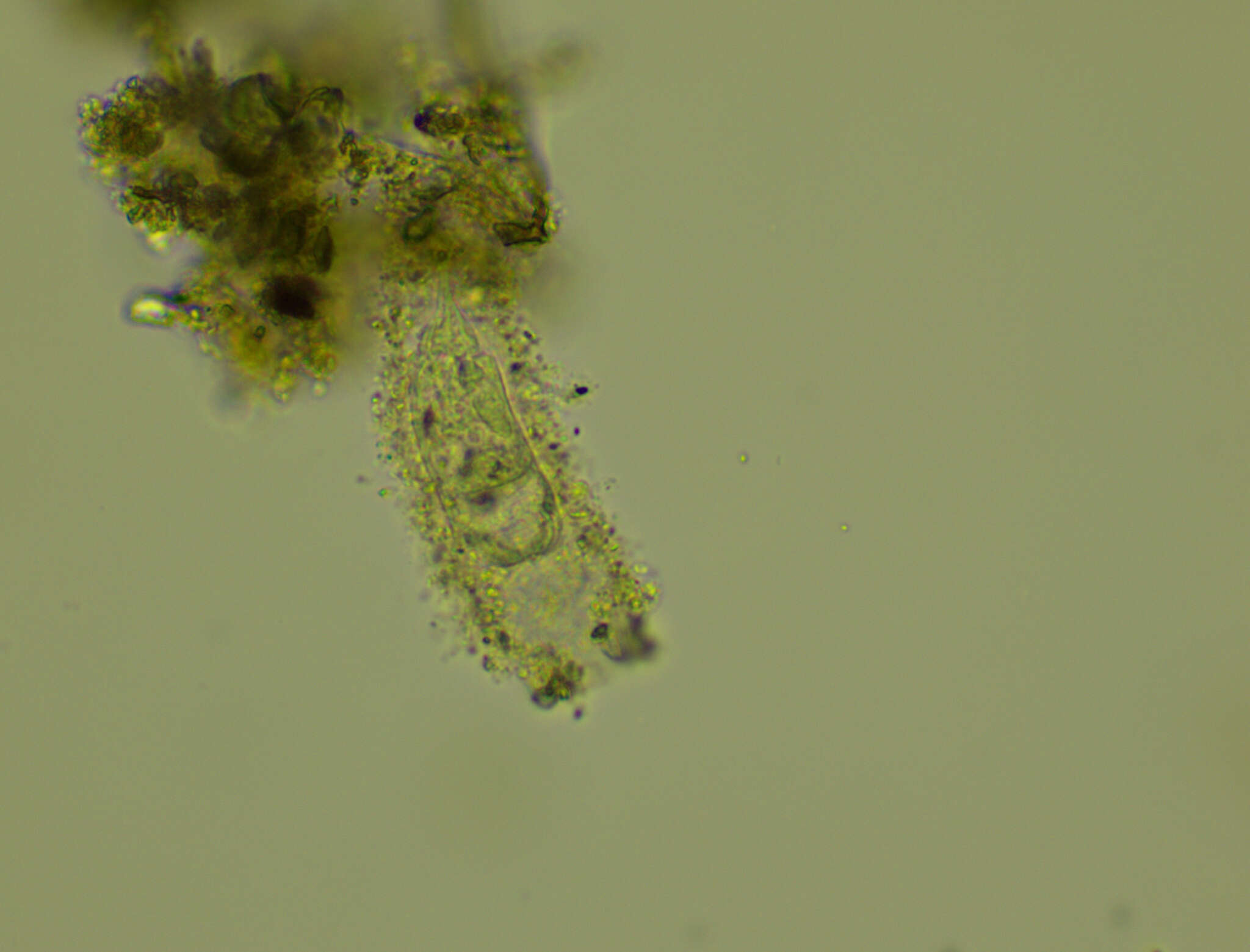 Image of Tintinnidium fluviatile