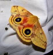 Image of Io Moth