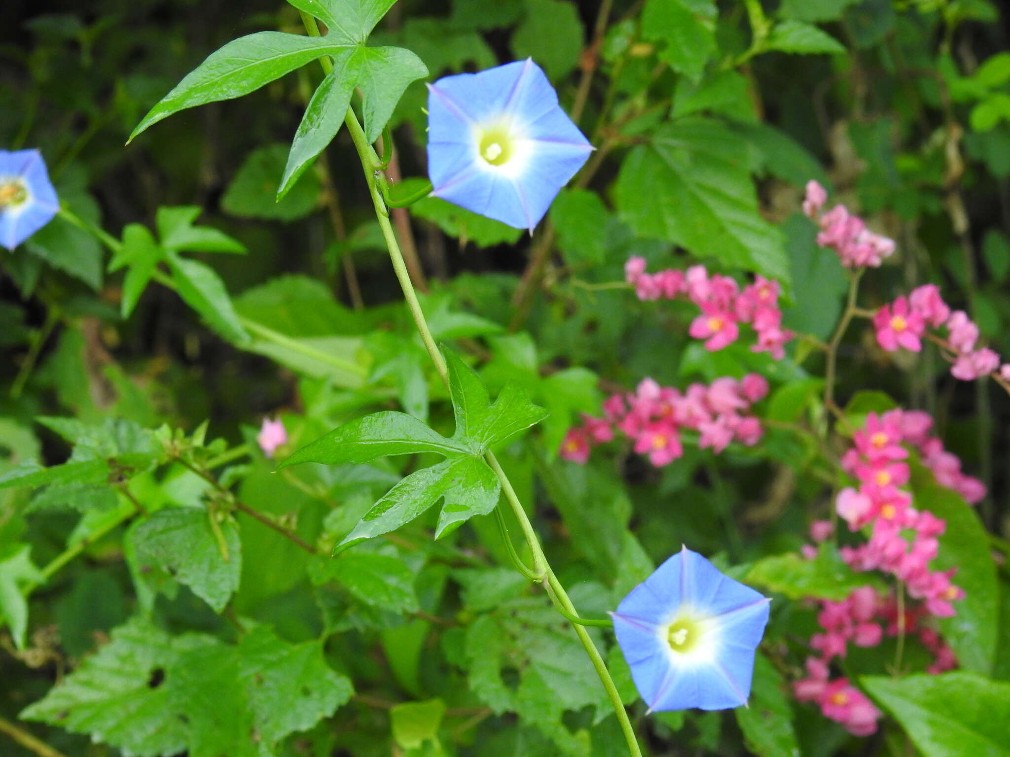 Image de Ipomoea barbatisepala A. Gray