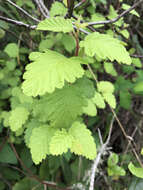 Plancia ëd Holodiscus discolor var. discolor