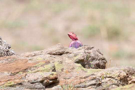 Image of Mwanza Flat-headed Rock Agama