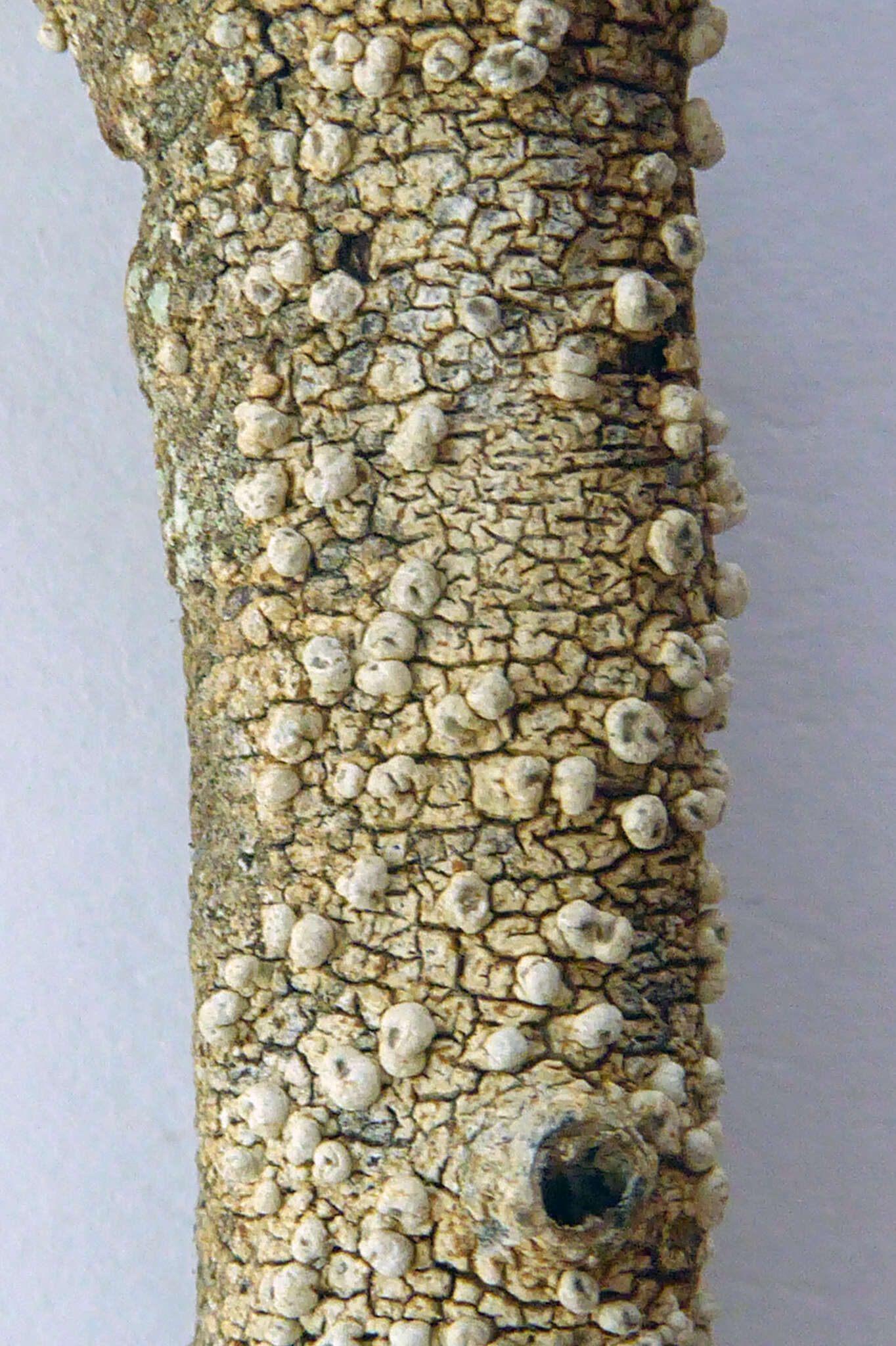 Image of Pertusaria leucoplaca Müll. Arg.