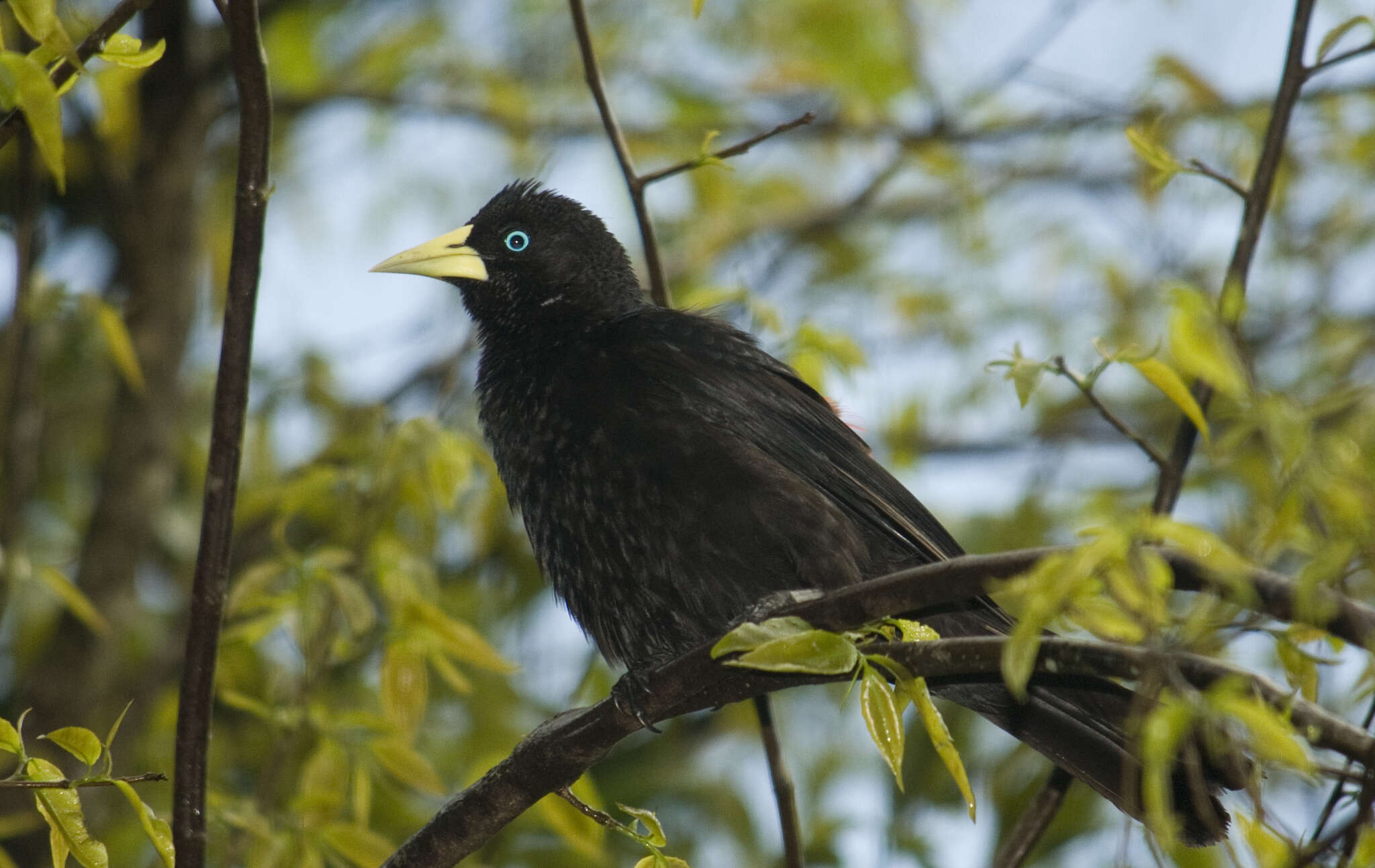 Image of Red-rumped Cacique