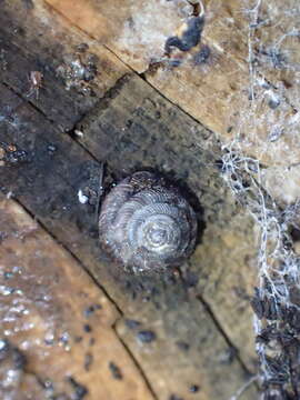 Image of disk snail