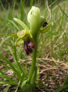 Image of Ophrys fusca subsp. fusca