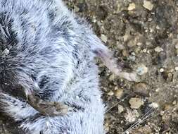 Image of Asian Lesser White-toothed Shrew