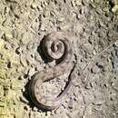 Image of Malayan Slug Snake