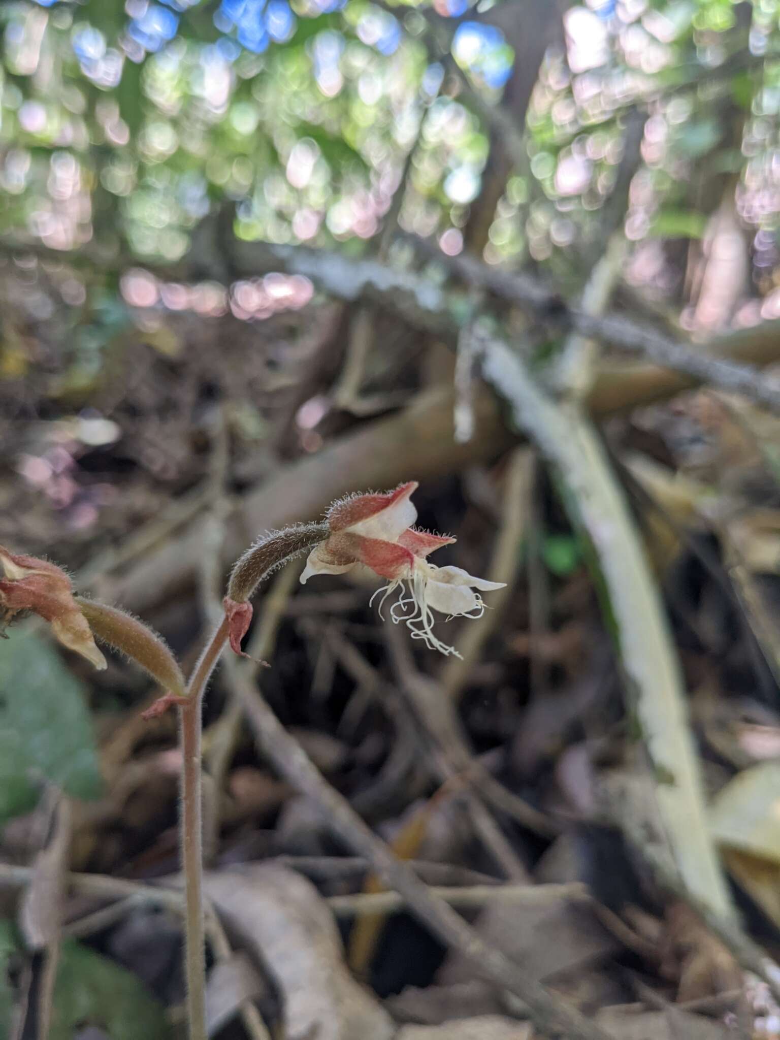 Image de Anoectochilus elatus Lindl.