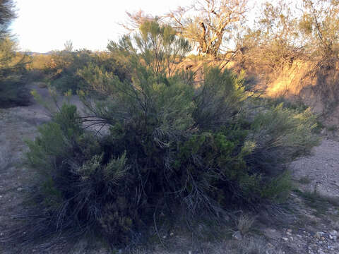 Image of desertbroom