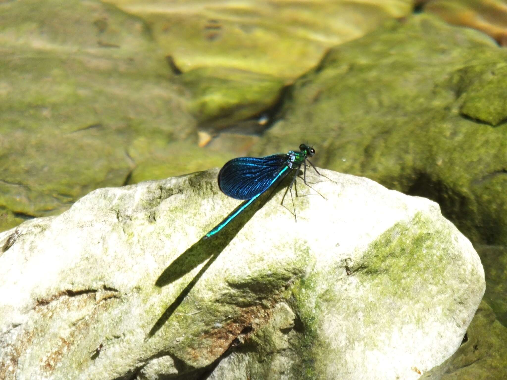 Image of Calopteryx virgo Linnaeus 1758