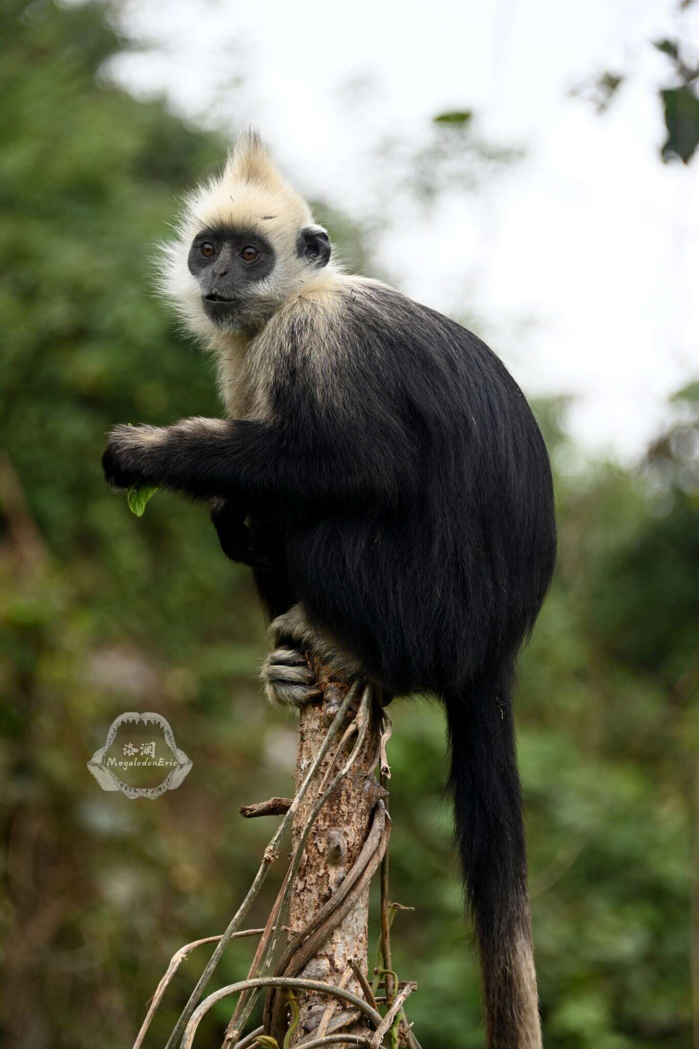 Image of Trachypithecus leucocephalus Tan 1957