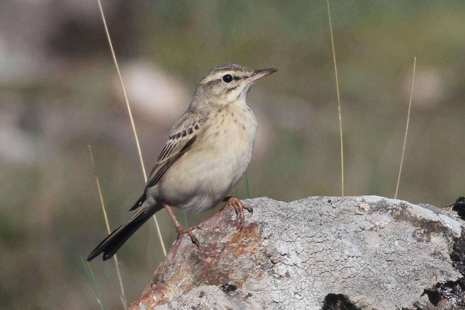 Image of Tawny Pipit