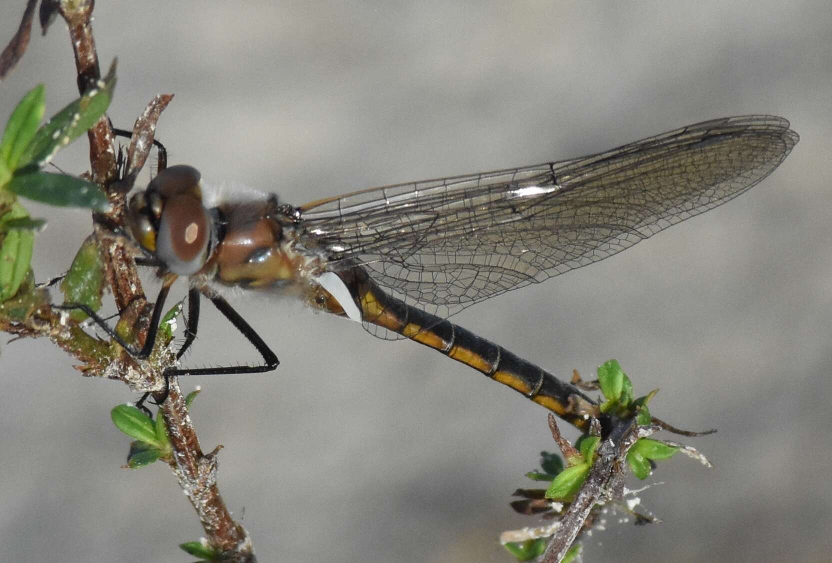 Image of Florida Baskettail