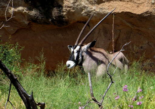 Image of Grazing antelope